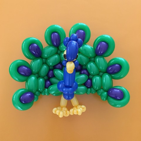 balloon model peaccock