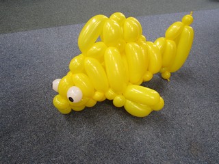 balloon fish