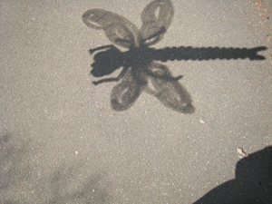 balloon dragonfly